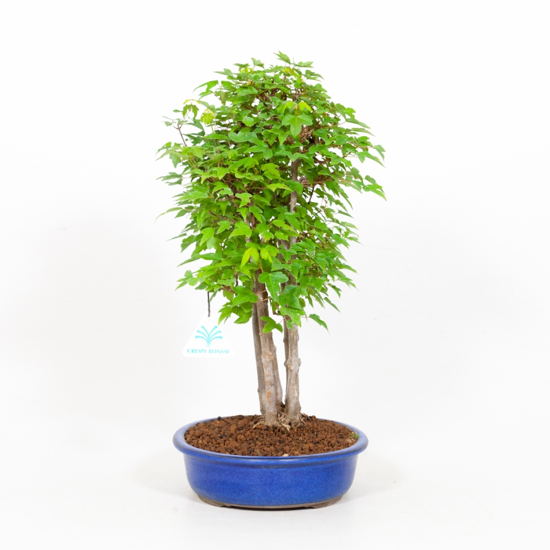 Acer buergerianum - érable - 40 cm
