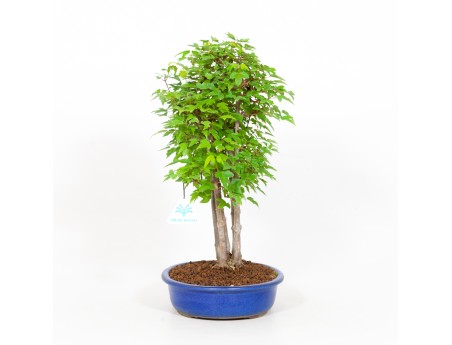 Acer buergerianum - acero - 40 cm