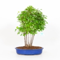Acer buergerianum - acero - 40 cm