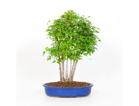 Acer buergerianum - érable - 40 cm