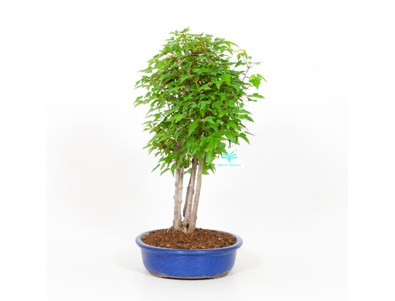Acer buergerianum - 40 cm