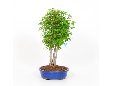 Acer buergerianum - 40 cm
