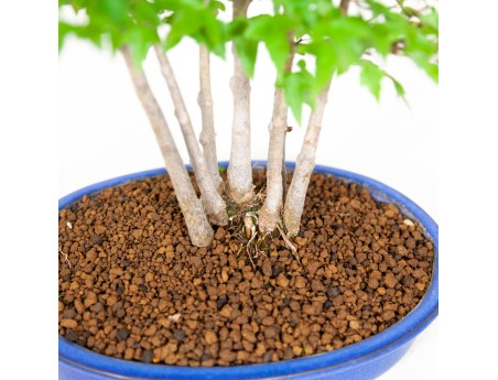 Acer buergerianum - acero - 40 cm