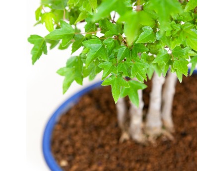 Acer buergerianum - érable - 40 cm