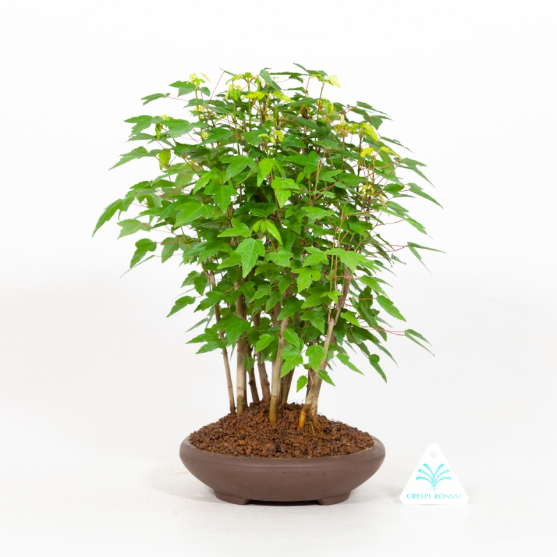 Acer Buergerianum - Acero - 30 cm