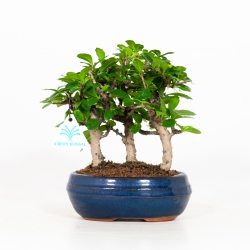Carmona macrophylla - Tea tree - 21 cm