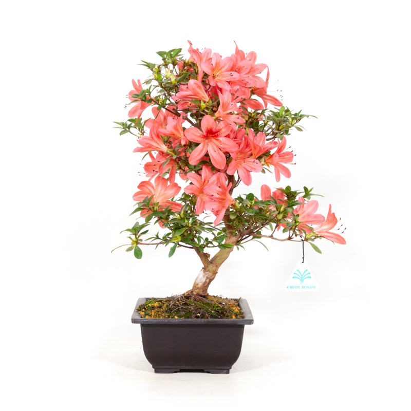 Rhododendron Indicum Hanatsuzuri - Azalèe - 40 cm