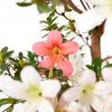 Rhododendron Indicum Hanatsuzuri - Azalea - 41 cm