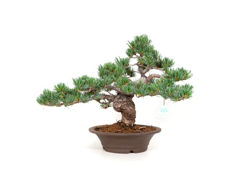 Pinus pentaphylla - Pin à cinq aiguilles - 40 cm