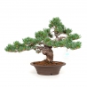 Pinus pentaphylla - Pino - 40 cm