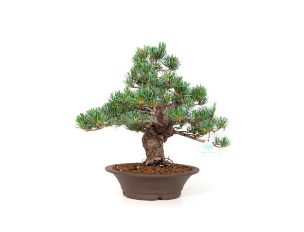 Pinus pentaphylla - Den - 40 cm 2
