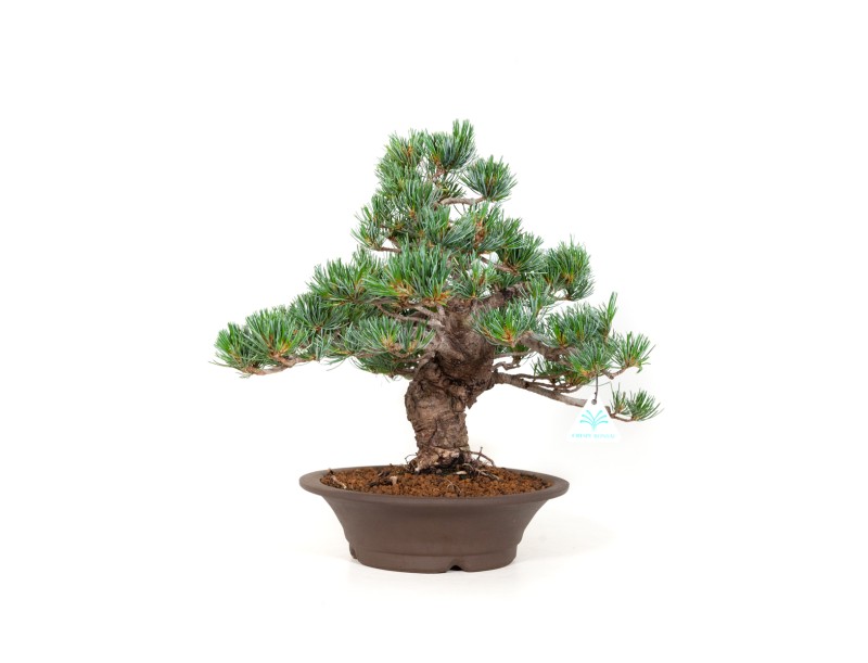 Pinus pentaphylla - Kiefer - 40 cm