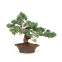 Pinus pentaphylla - Pino - 40 cm
