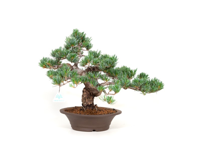 Pinus pentaphylla - Kiefer - 40 cm