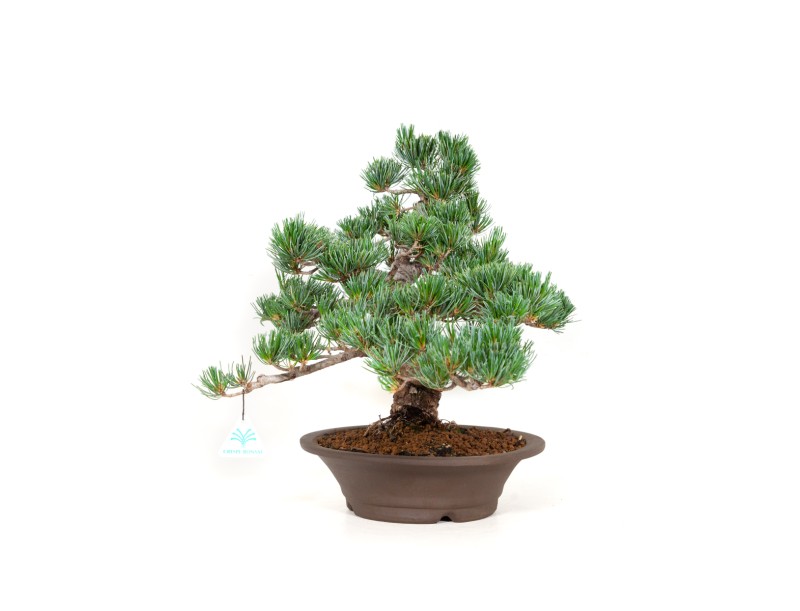 Pinus pentaphylla - Pine five needles - 40 cm