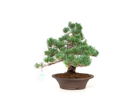 Pinus pentaphylla - Den - 40 cm