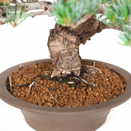Pinus pentaphylla - Den - 40 cm