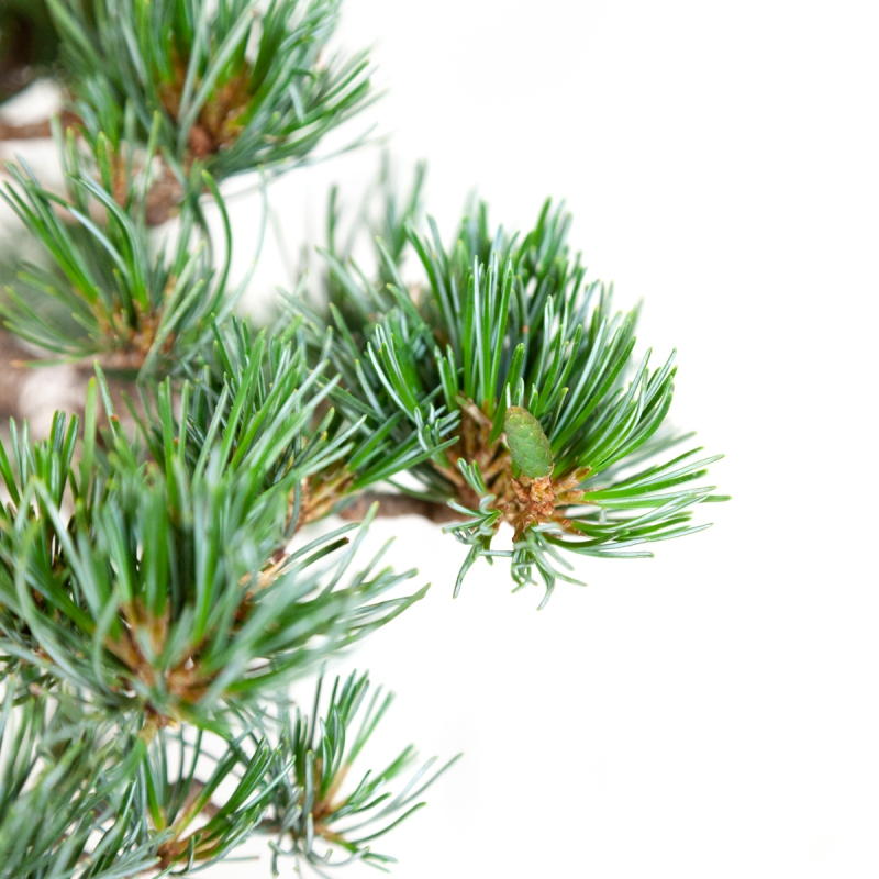 Pinus pentaphylla - Pin à cinq aiguilles - 40 cm