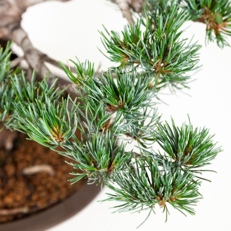 Pinus pentaphylla - Kiefer - 40 cm