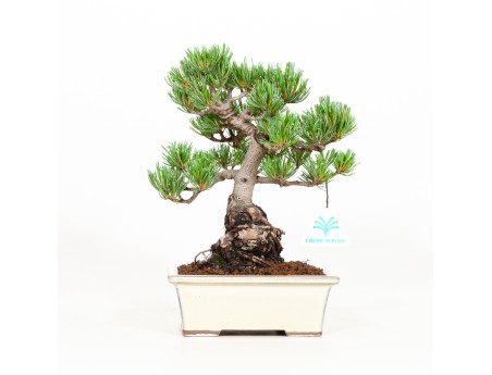 Pinus pentaphylla - Pine five needles - 26 cm