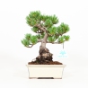 Pinus pentaphylla - Pin à cinq aiguilles - 26 cm