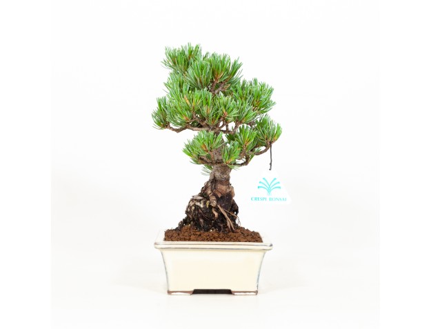 Pinus pentaphylla - Pino - 26 cm 2