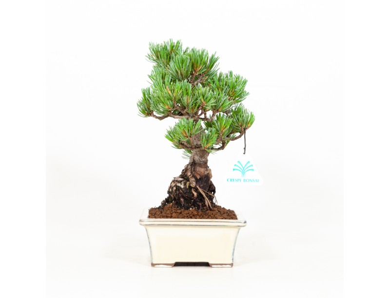 Pinus pentaphylla - Den - 26 cm
