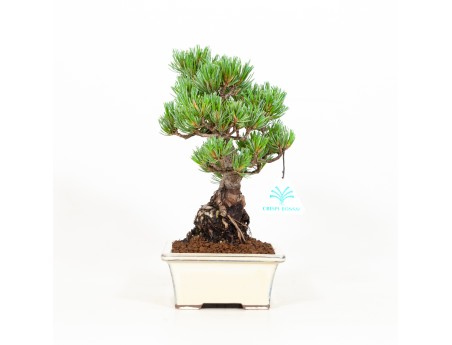 Pinus pentaphylla - Pin à cinq aiguilles - 26 cm