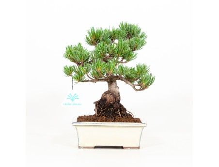 Pinus pentaphylla - Den - 26 cm