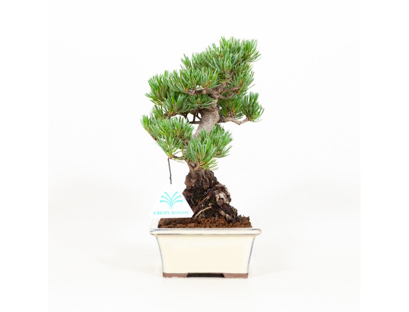 Pinus pentaphylla - Pin à cinq aiguilles - 26 cm