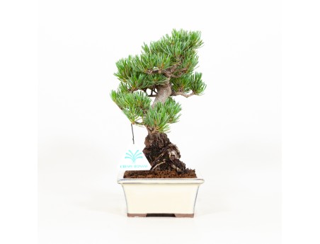 Pinus pentaphylla - Pine five needles - 26 cm