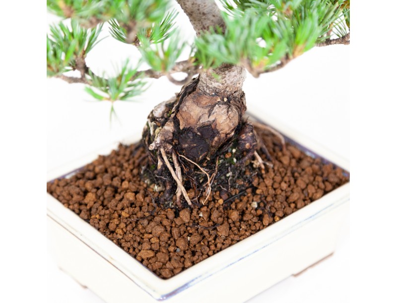 Pinus pentaphylla - Pine five needles - 26 cm