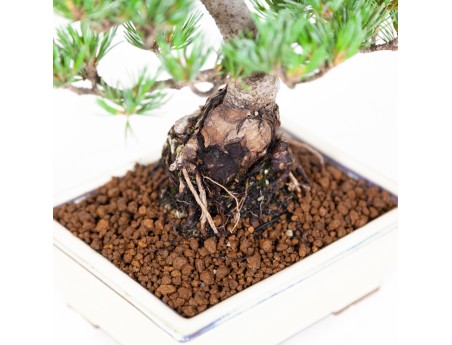 Pinus pentaphylla - Pine five needles - 26 cm