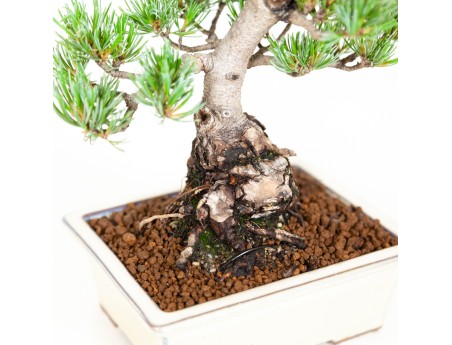 Pinus pentaphylla - Kiefer - 26 cm