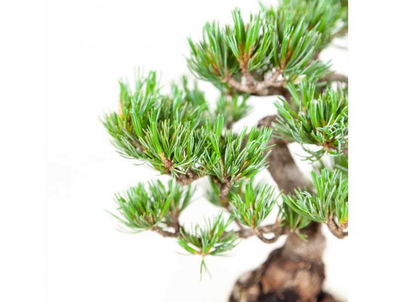 Pinus pentaphylla - Den - 26 cm