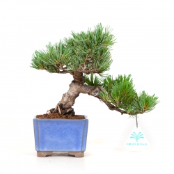 Pinus pentaphylla - Pino - 32 cm