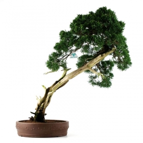 Juniperus chinensis - Ginepro - 68 cm