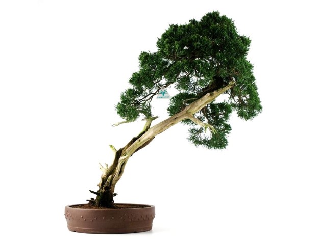 Juniperus chinensis - Ginepro - 68 cm