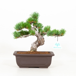 Pinus pentaphylla - Pin à cinq aiguilles - 26 cm