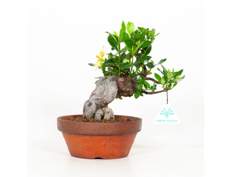 Gardenia Jasminoides - 21 cm