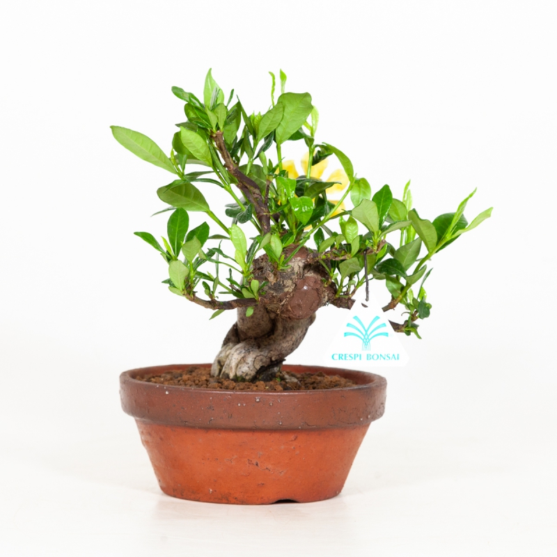 Gardenia Jasminoides - 21 cm