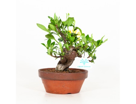 Gardenia Jasminoides - 21 cm