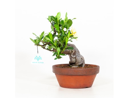 Gardenia Jasminoides - 21 cm