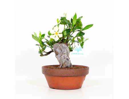 Gardenia Jasminoides - 21 cm