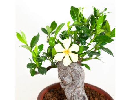 Gardenia Jasminoides - 21 cm