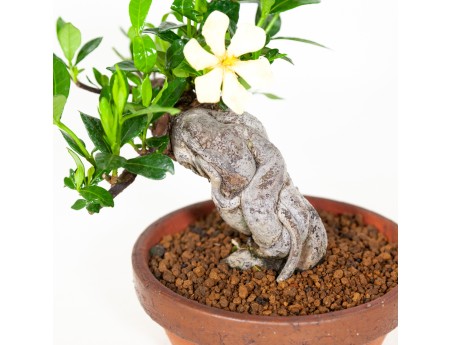 Gardenia Jasminoides - 21 cm