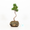 Pinus pentaphylla - Pino - 27 cm
