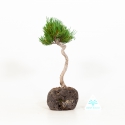 Pinus pentaphylla - Pino - 25 cm