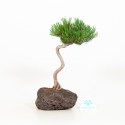 Pinus pentaphylla - Pino - 25 cm