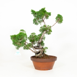Juniperus chinensis - Juniper - 50 cm